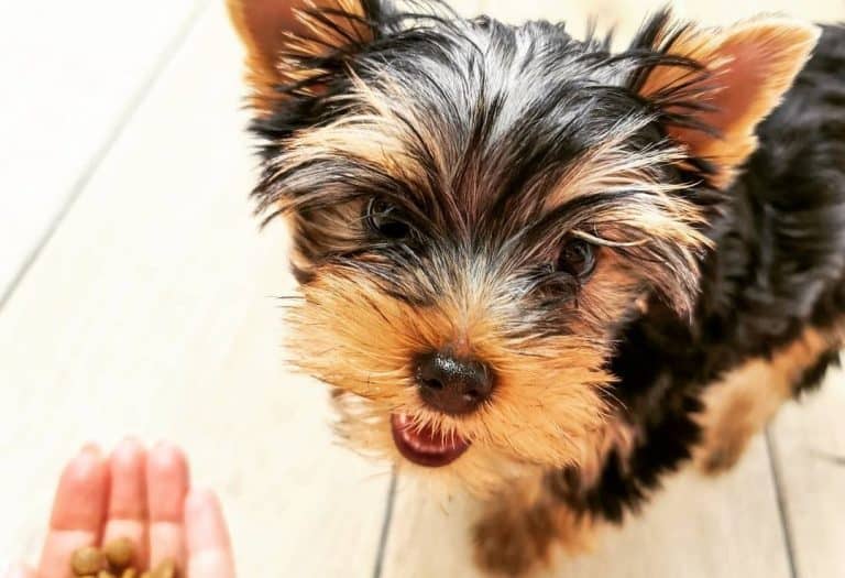 What’s the Absolute Best Dog Food for Yorkies? K9 