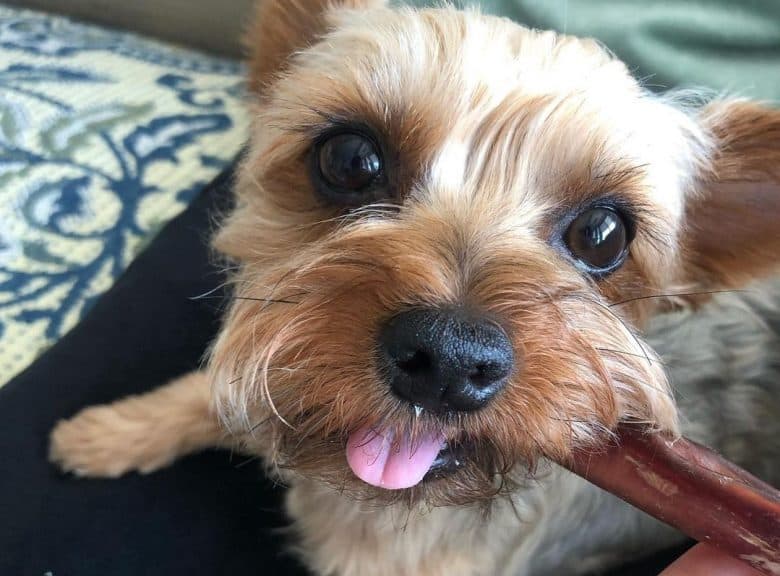 a Yorkie biting at a dental chew treat