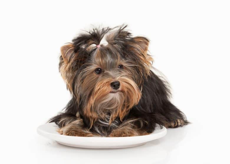 a Yorkie with long hair laying on a plate