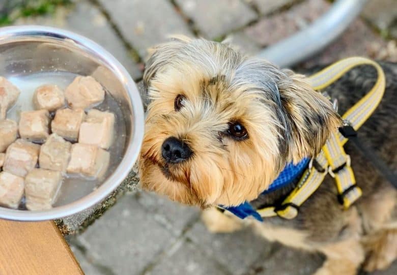 a Yorkie waiting for his freeze-dried chicken cubes