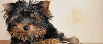 a shaggy-haired Yorkie with a dog bowl filled with dog food