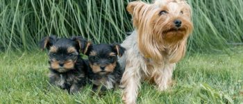 A mom Yorkshire Terrier sitting with her puppies