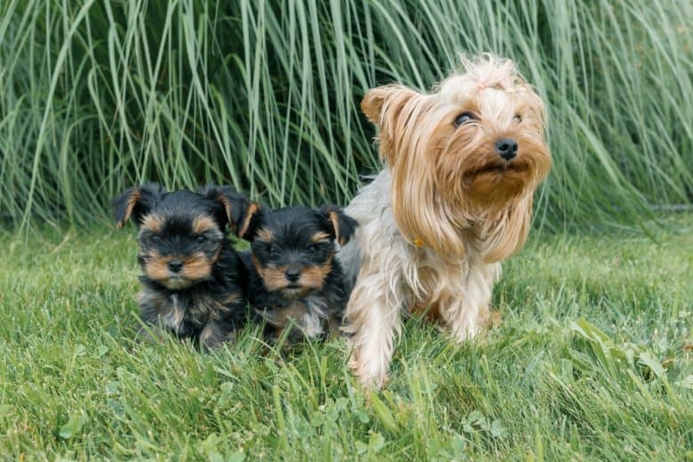 A mom Yorkshire Terrier sitting with her puppies