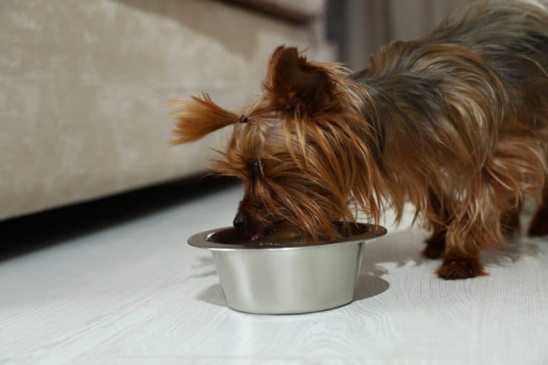 a Yorkie with hair tie eating on a metal dog bowl