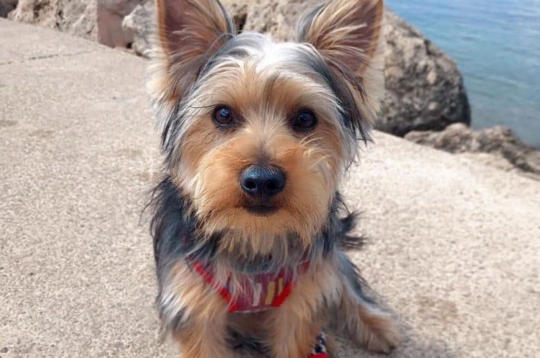 a Yorkie sitting near the ocean