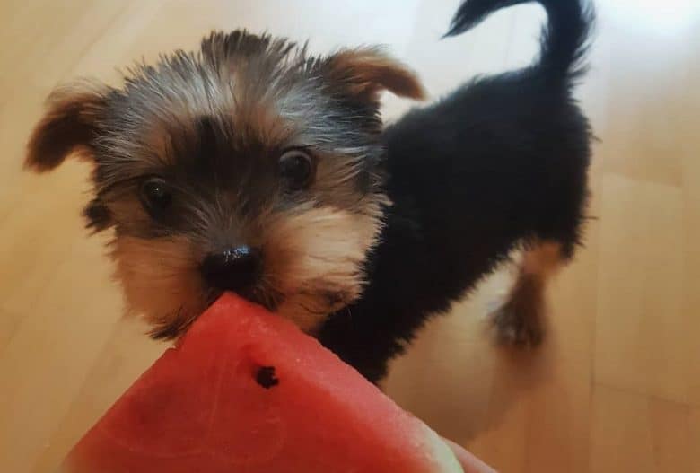 a Yorkie puppy with wide-eyes wanting to eat watermelon