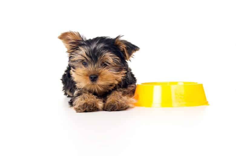 A Yorkie laying down beside a yellow dog bowl