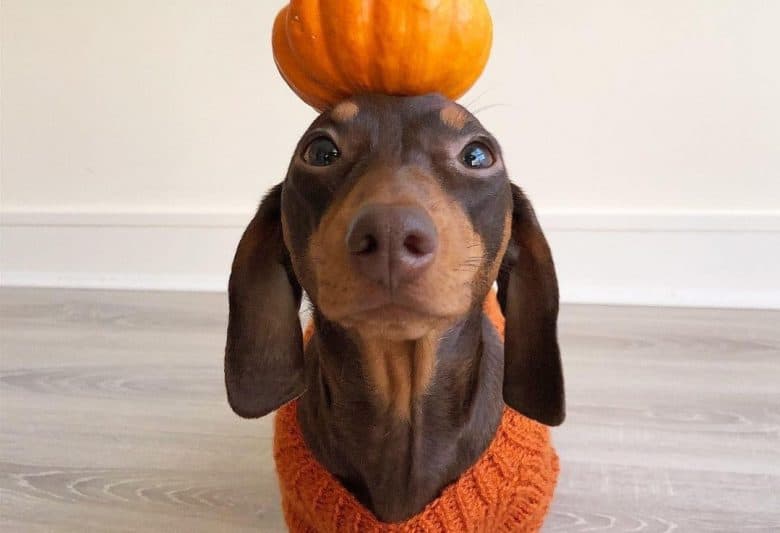 a Dachshund wearing an orange sweater while wearing a small pumpkin in its head