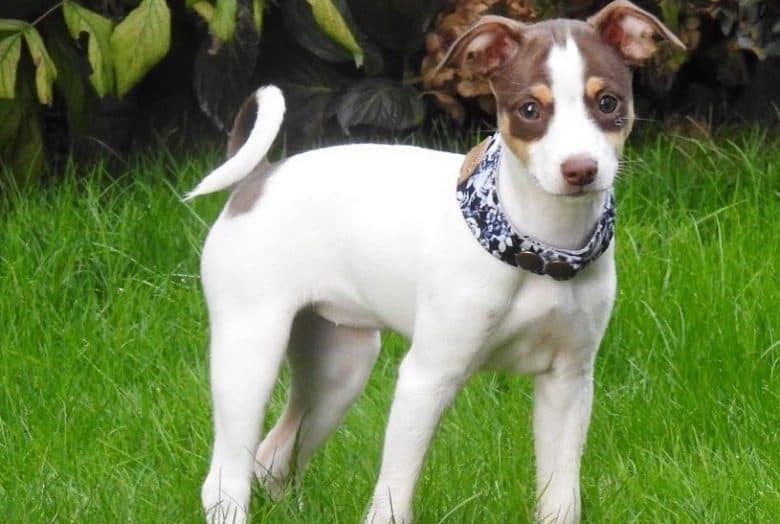 a Mini Rat Terrier puppy wearing a snap collar