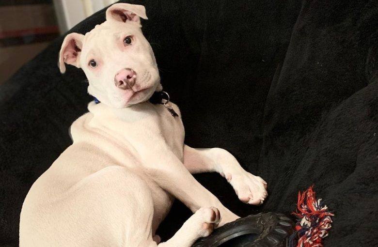 an Albino Pitbull puppy laying down