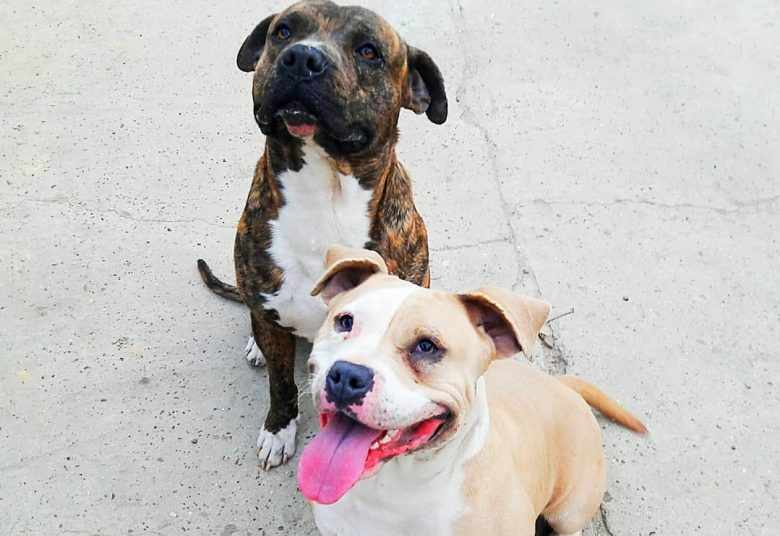 two Amstaff dogs sitting and looking up