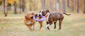 two American Staffordshire Terriers outdoors