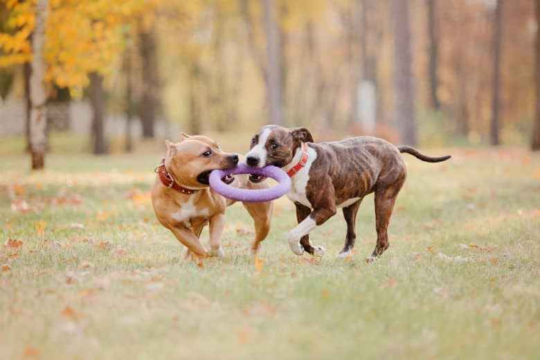 two American Staffordshire Terriers outdoors