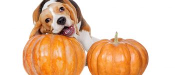 a Beagle biting the pumpkin stem