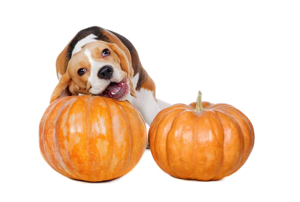 Why Does Pumpkin Stop Dogs From Eating Poop
