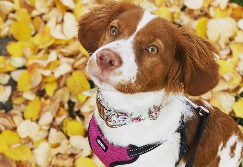 un cautivador Spaniel de Bretaña con un collar floral