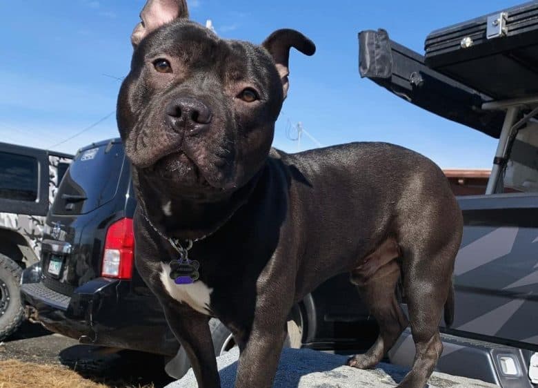 a Black Pitbull standing on a rock