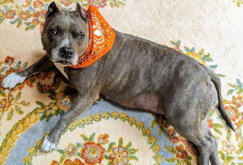a Blue Brindle Pitbull wearing an orange scarf