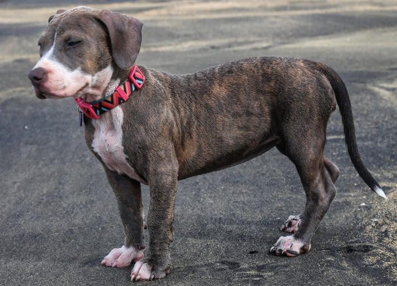a Blue Fawn Brindle Pitbull standing