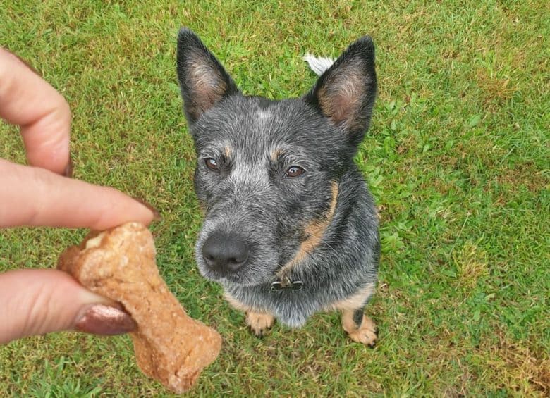 A Blue Heeler sitting and squinting at his treat