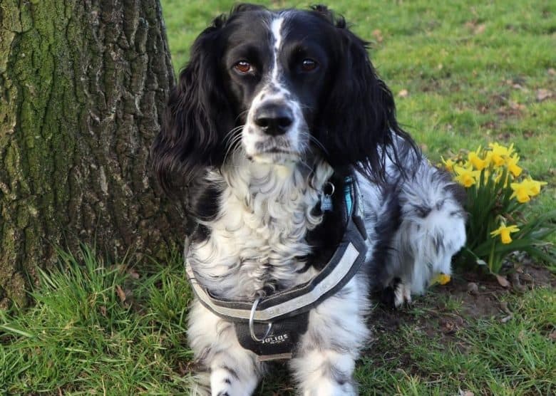 un Spaniel de Picardía Azul acostado cerca de un árbol