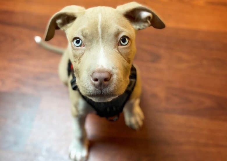 a Pitbull puppy with blue eyes looking up