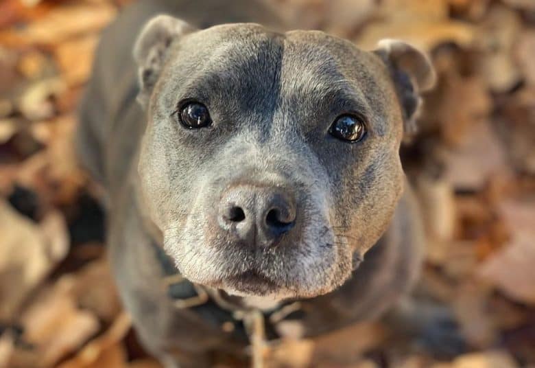 a close-up of a Blue Fawn Pitbull looking up
