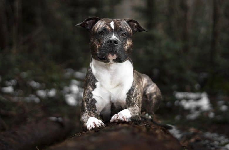 a Brindle American Staffordshire Terrier in a tree trunk