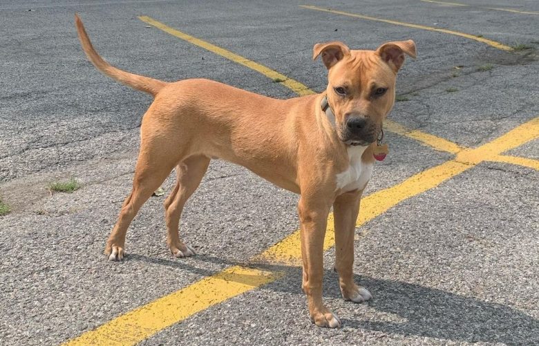 a Buckskin Pitbull in a parking lot