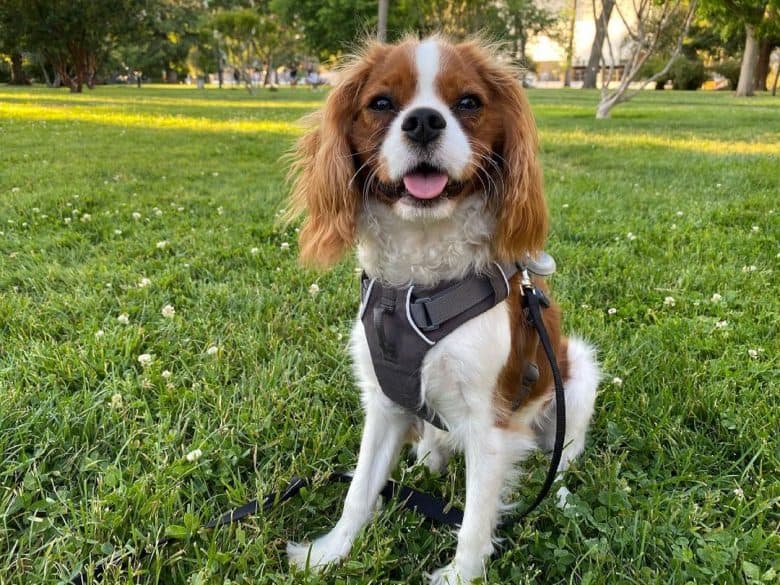 a Cavalier King Charles Spaniel wearing a dog vest sitting on the grass