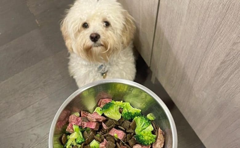 a sweet Cavapoo waiting patiently for his meal