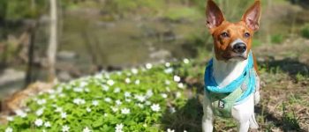 An American Rat Terrier standing near a field with flowers
