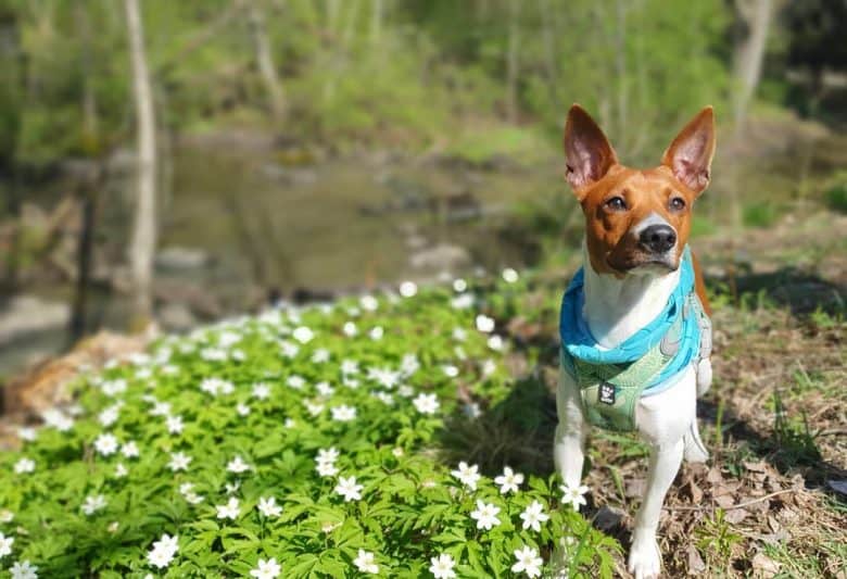 An American Rat Terrier standing near a field with flowers