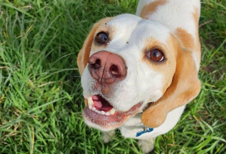 a Beagle enjoying the grass