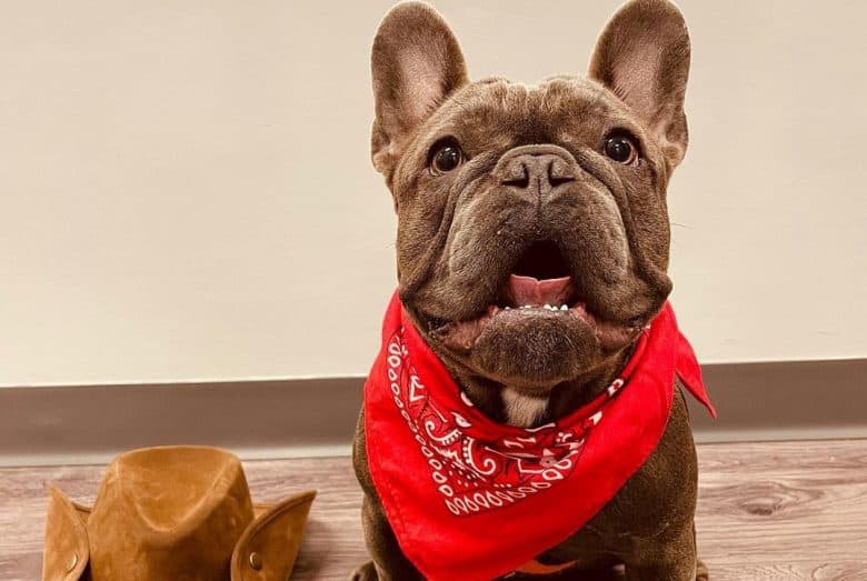 a Frenchie smiling and wearing red bandana