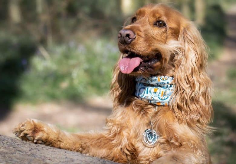 un encantador Cocker Spaniel inglés