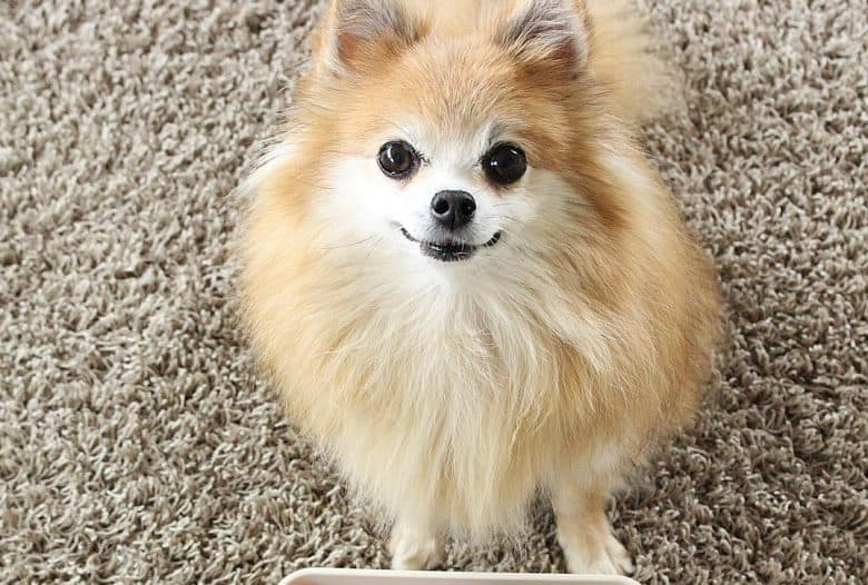 a Pomchi sitting on a rug waiting to eat