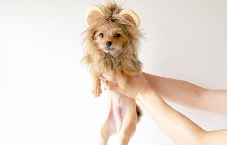 a Chihuahua wearing a lion costume