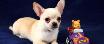a cute Chihuahua with toy car