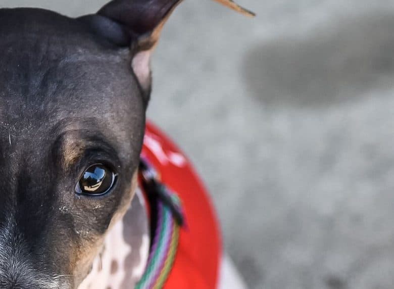 a close-up image of the wondering eyes of an American Hairless Rattie