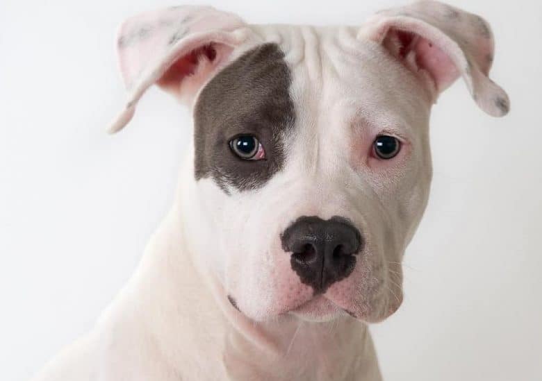 a Pitbull with patch having its close up picture