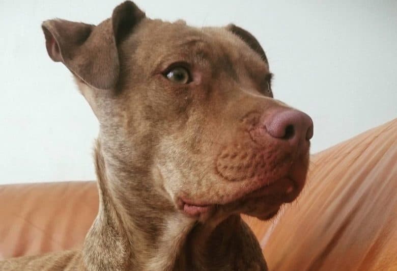 a Liver Brindle Pitbull looking to the left