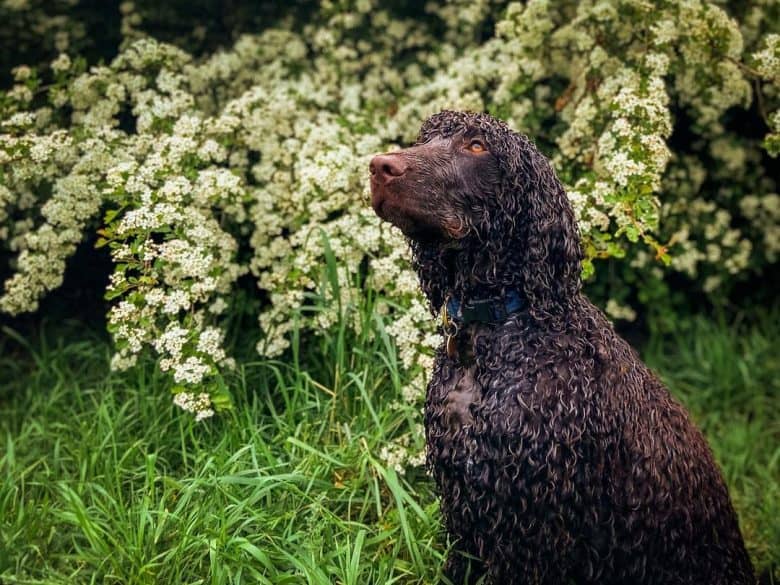 Un perro de Aguas de agua irlandés sentado en un campo