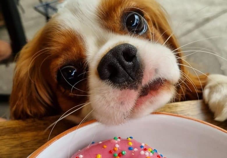 a sweet Cavalier peeking for a sweet treat