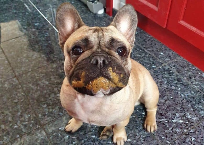 a French Bulldog sitting with remnants of lunch