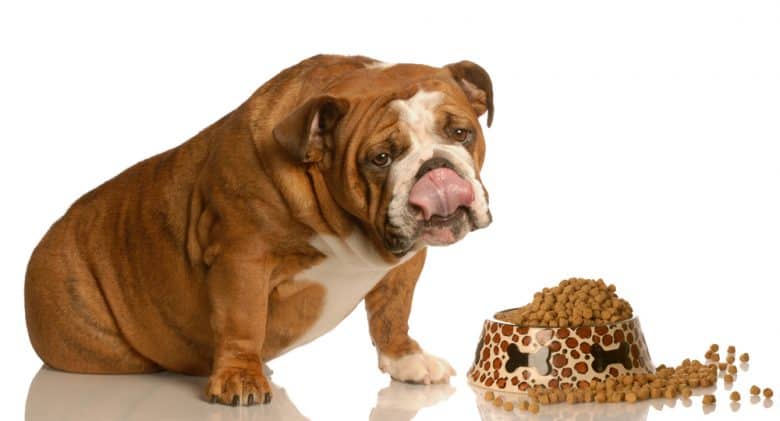 An English Bulldog sitting near a dog bowl