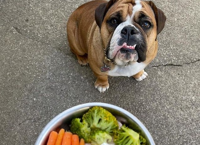 An English Bulldog waiting for dinner