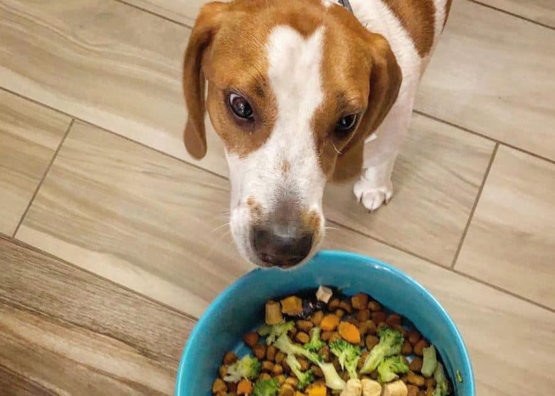 a Beagle with wide-eyes ready to eat lunch