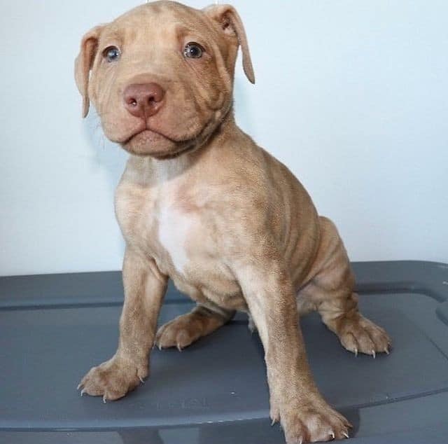 a Fawn Brindle Pitbull puppy sitting