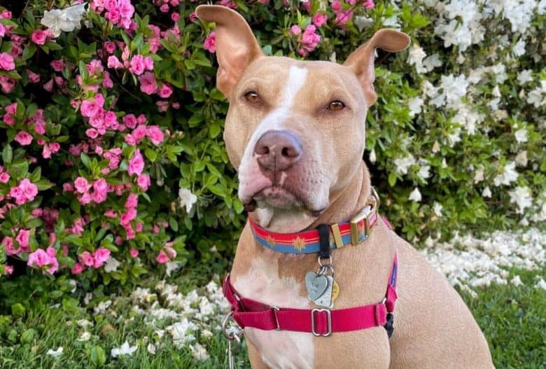 a Fawn Pitbull sitting near a garden
